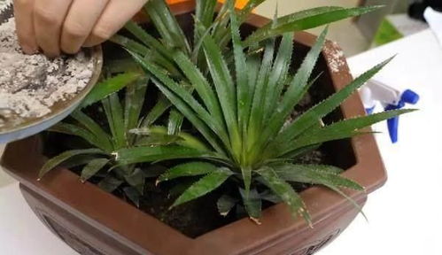 純蚊香灰養(yǎng)花