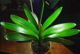 維生素b12養(yǎng)花的作用某