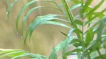 家庭養(yǎng)花相關(guān)知識