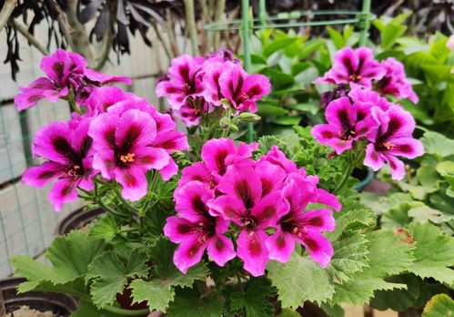 封閉陽(yáng)臺(tái)養(yǎng)花蟲(chóng)子多