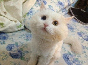 養(yǎng)花貓能帶來好運嗎