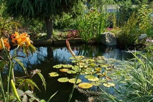 池子養(yǎng)魚上面養(yǎng)花