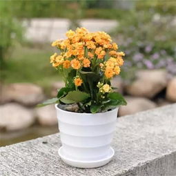 家庭長養(yǎng)花草