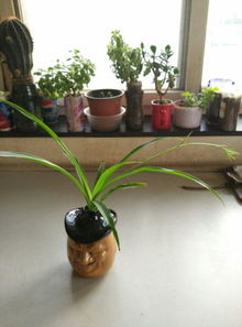 花盆低下沒小眼可以養(yǎng)花嗎