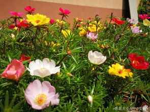 陪孩子養(yǎng)花心得體會