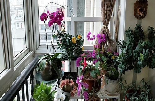 寶寶屋子里面養(yǎng)花