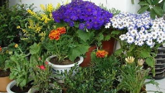 養(yǎng)花每天澆水