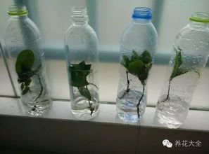 大桶裝水瓶養(yǎng)花