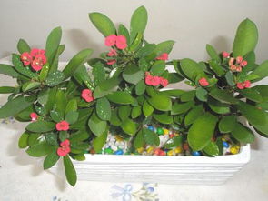 養(yǎng)花知識大全一抹香