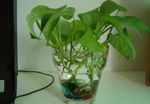 銹的釘子泡水養(yǎng)花