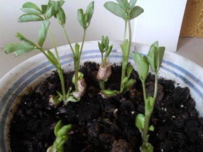 家養(yǎng)花生小飛蟲怎么辦