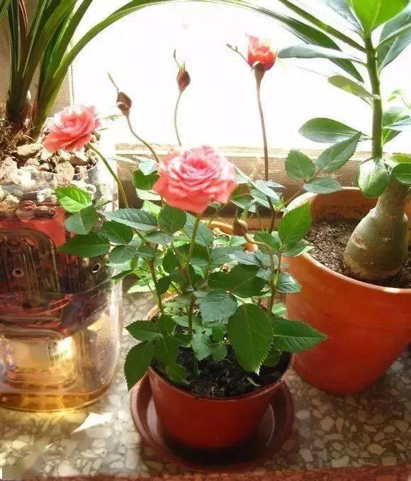 酒在養(yǎng)花中的作用