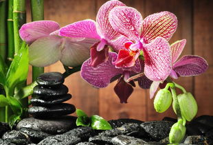 為什么有的人養(yǎng)花總是死呢