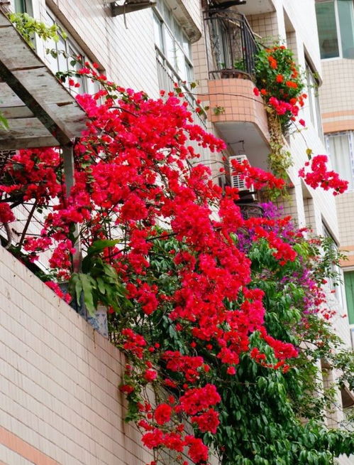 越來(lái)越多人開始養(yǎng)花