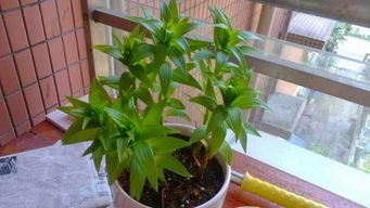 室內(nèi)養(yǎng)花能用白熾燈代替陽(yáng)光嗎