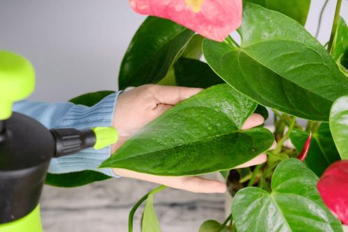 水養(yǎng)花水發(fā)綠怎么辦