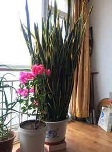 養(yǎng)花的營(yíng)養(yǎng)與功效