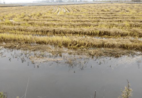 蝦稻共養(yǎng)水稻不養(yǎng)花