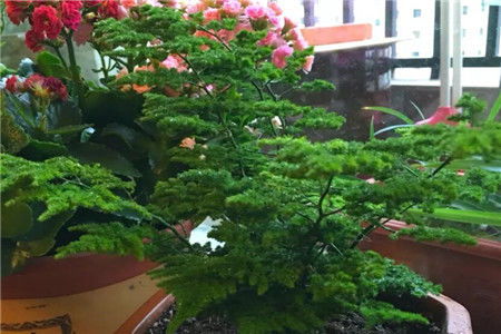 用瓜子殼能養(yǎng)花