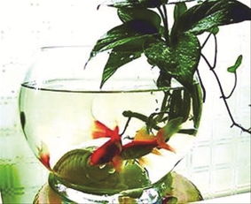 金魚缸養(yǎng)花