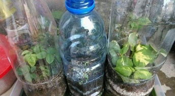 瓶子養(yǎng)花大全