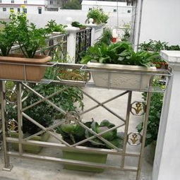 露臺(tái)養(yǎng)花欣賞