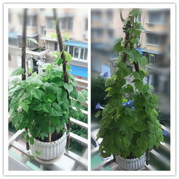 通過養(yǎng)花有什么收獲