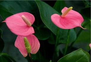 粉掌怎么養(yǎng)花期長