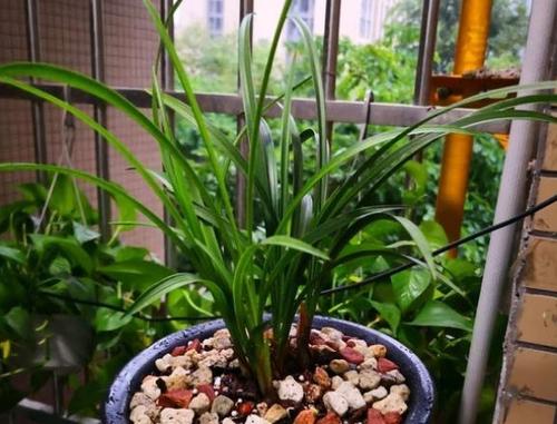 家里養(yǎng)花土壤