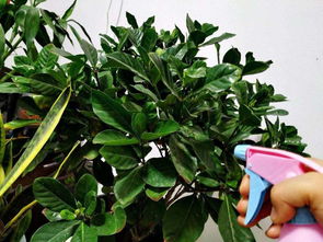 廣州冬季養(yǎng)花