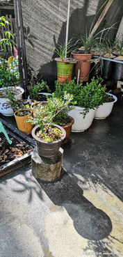 養(yǎng)花喝茶曬太陽(yáng)