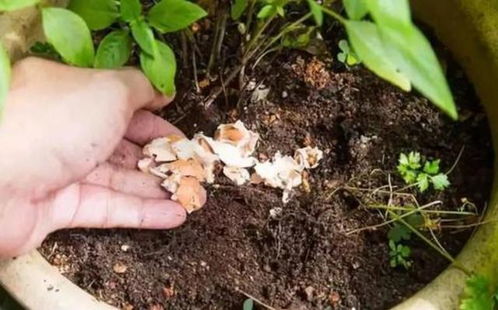 雞蛋殼養(yǎng)花會不生小蟲