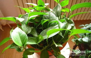 養(yǎng)花上面放河沙起什么作用