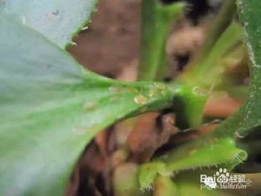 好養(yǎng)花不招蟲的