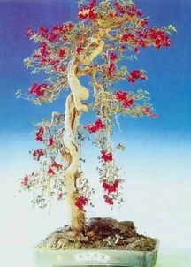 一級(jí)養(yǎng)花感想