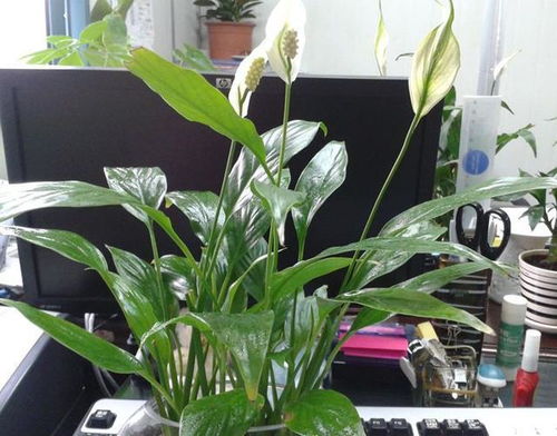 臭雞蛋真的能養(yǎng)花嗎