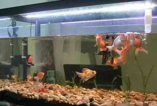 養(yǎng)花的水必須困嗎