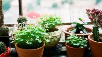 養(yǎng)花放阿司匹林片有用嗎