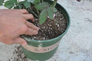 養(yǎng)花需要的土