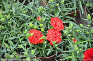 自制養(yǎng)花營養(yǎng)液