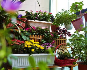 廣州陽(yáng)臺(tái)養(yǎng)花