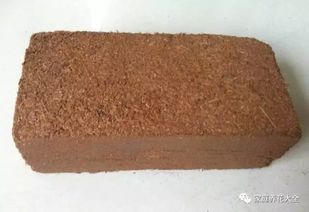 寫(xiě)一篇關(guān)于養(yǎng)花的作文