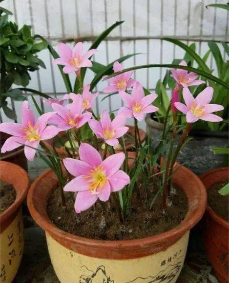 秋冬季養(yǎng)花澆什么水好