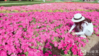 哪里可以學(xué)養(yǎng)花昆明