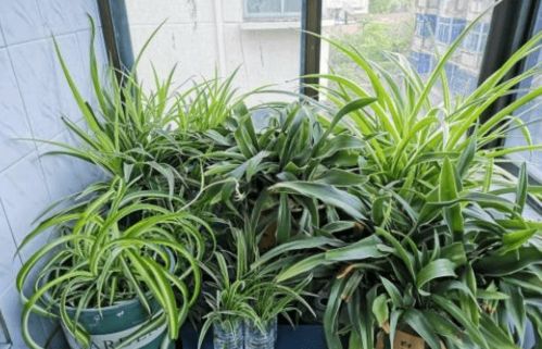 養(yǎng)花土壤過濕處理