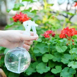 夏季室外養(yǎng)花