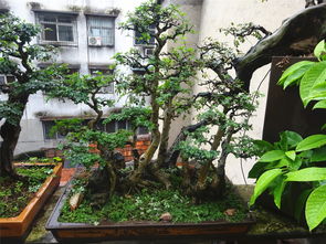 形容養(yǎng)花種樹的成語