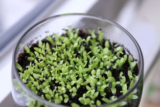 中藥過期能不能放在花盆里養(yǎng)花