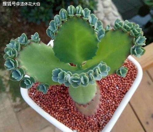 養(yǎng)花加的營(yíng)養(yǎng)液