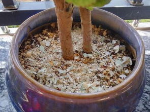 雞蛋可以養(yǎng)花嗎